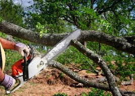 Best Tree Health Inspection  in Willow Oak, FL