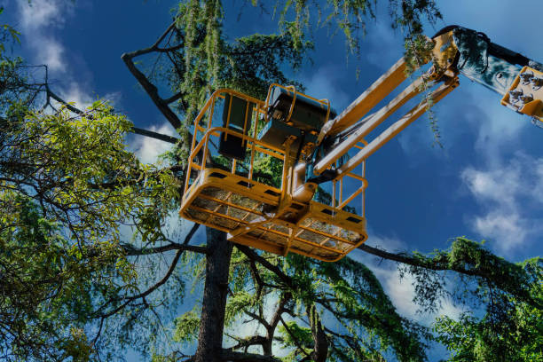 Best Emergency Tree Removal Services  in Willow Oak, FL